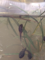 Bufo bufo