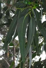 Eucalyptus leucoxylon connata