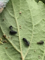 Propylea quatuordecimpunctata