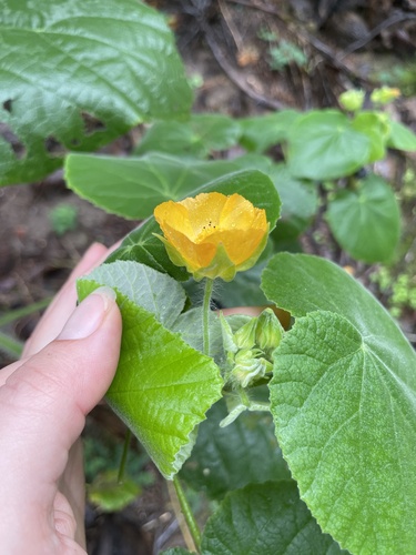 Abutilon grandifolium observed 2026-10-29