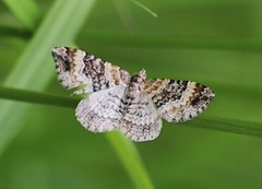 Xanthorhoe spadicearia