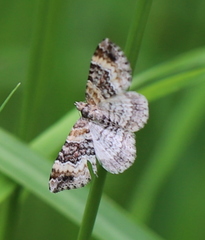 Xanthorhoe spadicearia