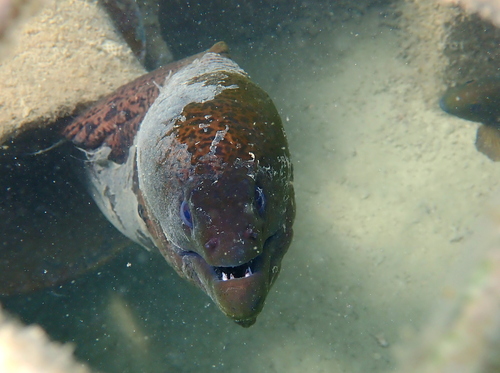 Gymnothorax observed 2026-10-30