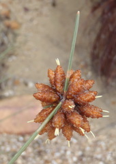 Ficinia ecklonea