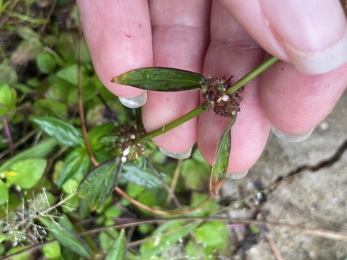 Spermacoce remota observed 2026-10-29