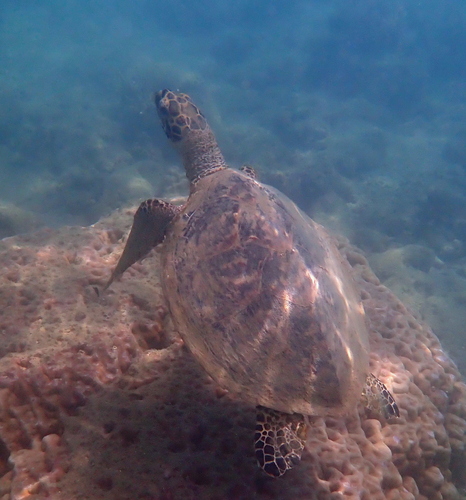 Eretmochelys imbricata observed 2026-10-30