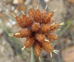Ficinia ecklonea