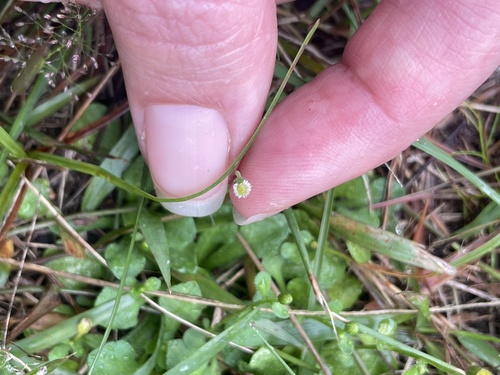 Erigeron bellioides observed 2026-10-29
