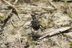 Cicindela repanda repanda