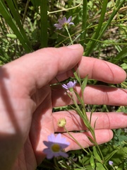 Astranthium ciliatum