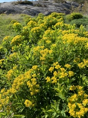 Euphorbia palustris