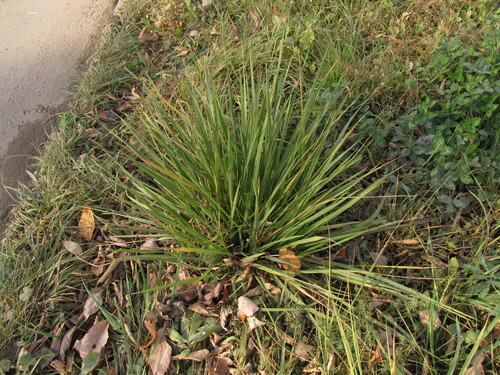 Lolium arundinaceum observed 2026-10-29