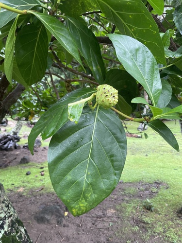 Morinda citrifolia observed 2026-10-29