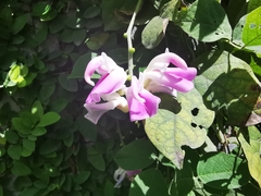 Canavalia septentrionalis