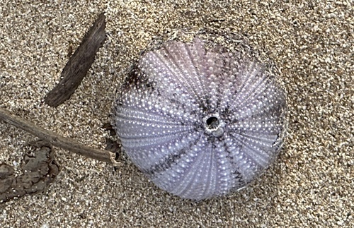 Tripneustes gratilla observed 2026-10-29