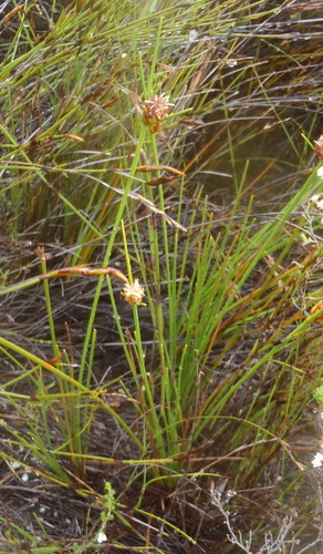 Image of Ficinia pallens by (c) Nicola van Berkel, some rights reserved (CC BY-SA)