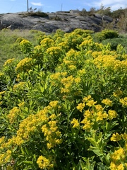 Euphorbia palustris