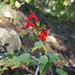 Salvia roemeriana - Photo (c) smccreadie,  זכויות יוצרים חלקיות (CC BY-NC)