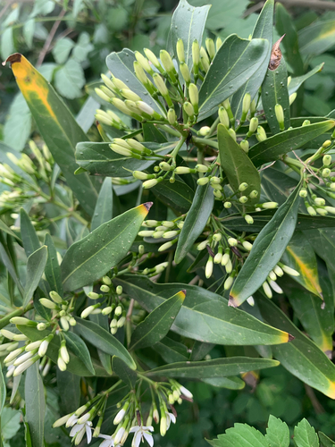 Ixora observed 2026-10-28