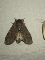 Peridea bordeloni