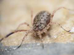 Lacinius horridus