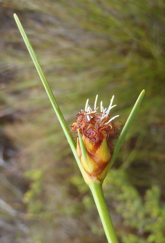 Image of Ficinia pallens by (c) Nicola van Berkel, some rights reserved (CC BY-SA)