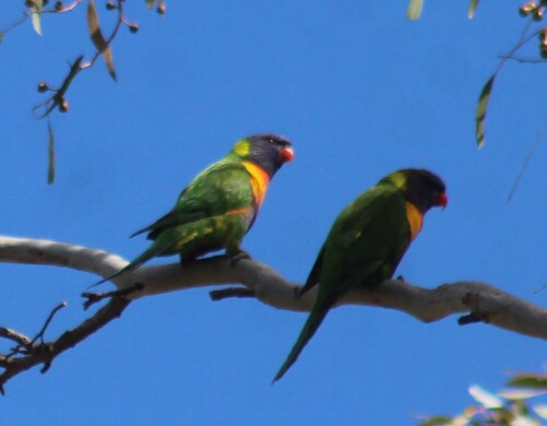 Trichoglossus haematodus observed 2026-10-30