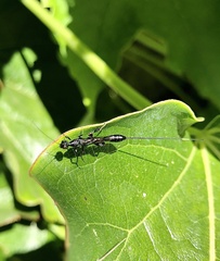 Megischus anomalipes