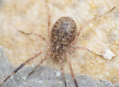 Lacinius horridus