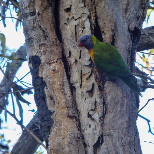 Trichoglossus haematodus observed 2026-10-30