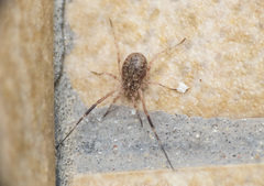 Lacinius horridus