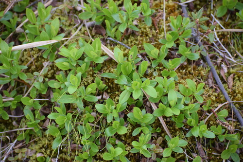 Image of Salix myrtillifolia by (c) Syd Cannings, some rights reserved (CC BY)