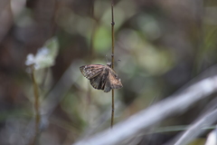 Ephyriades brunnea