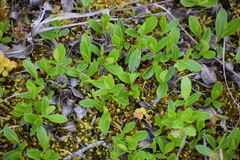 Salix myrtillifolia