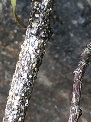 Pseudaulacaspis prunicola