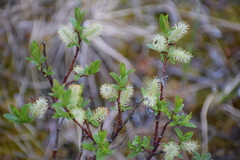 Salix myrtillifolia