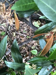 Pseudaulacaspis prunicola