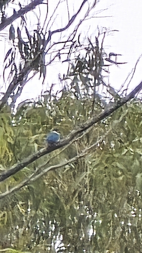 Todiramphus sanctus observed 2026-10-30