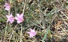 Convolvulus angustissimus