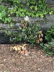 Pseudaulacaspis prunicola