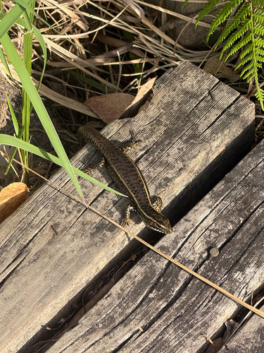 Sphenomorphus observed 2026-10-30