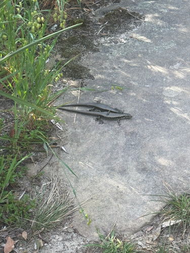 Sphenomorphus observed 2026-10-30