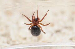 Enoplognatha thoracica