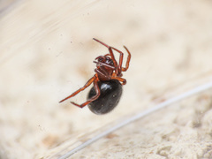 Enoplognatha thoracica