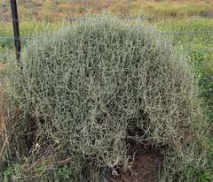Sclerolaena muricata