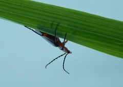 Atalantycha bilineata