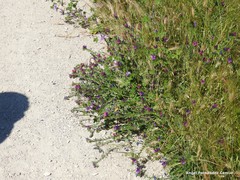 Echium plantagineum