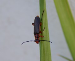 Atalantycha bilineata