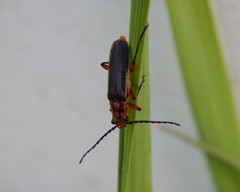 Atalantycha bilineata