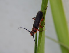 Atalantycha bilineata